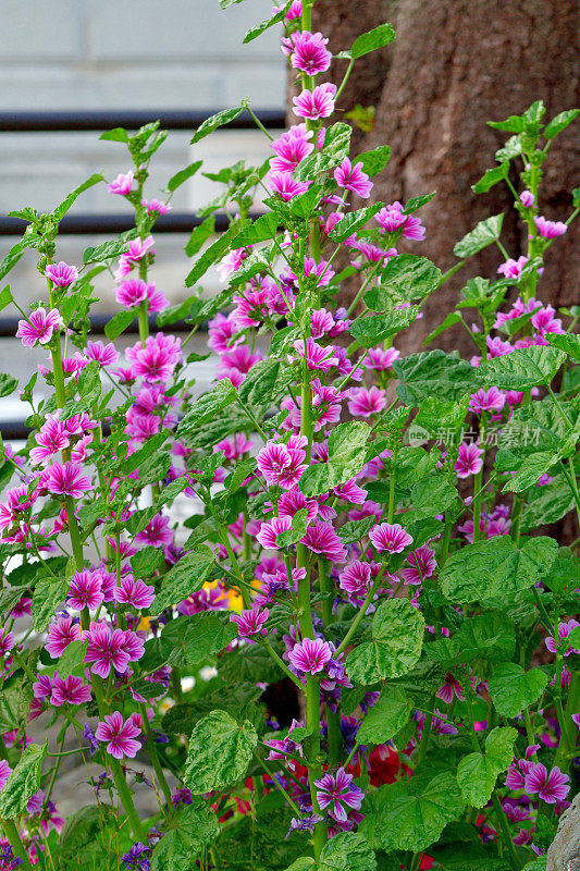 通常是Mallow / Malva Mauritiana / Malva Sylvestris